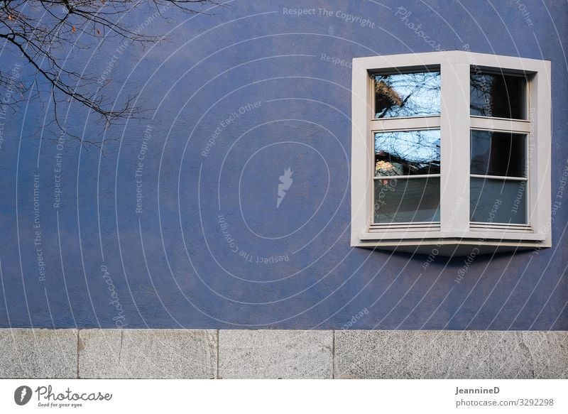 Window blue wall and bare branch Wall (building) Cool (slang) Exterior shot Reflection Facade Branch Building Colour photo Architecture Bleak neat Minimalistic