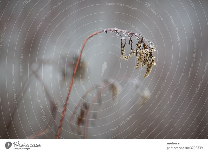 Plant kinked in the cold Lifestyle Nature Drops of water Winter Bad weather Ice Frost Bushes Blossom Grass blossom Forest Drop of water Rain Gloomy Hang Sadness