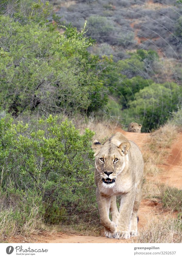 Lions roam across a path Young lions Young animals Wildlife Savannah Africa Nature hike off Pack Mother Playing discovery Curiosity Instincts Pelt Sun Shadow