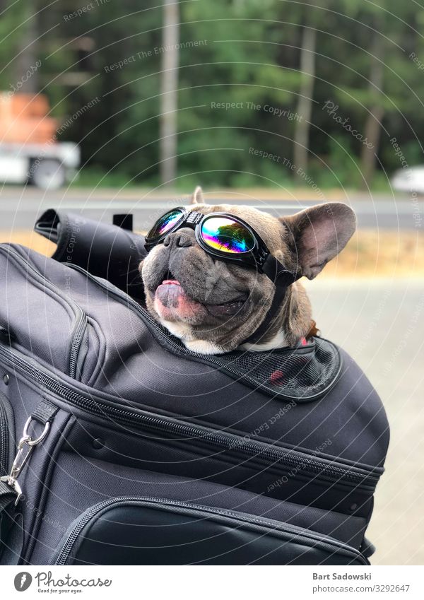 Happy Pet Roadtrip Joy Vacation & Travel Trip Freedom Animal Sunlight Street Motorcycle Dog Smiling Love Happiness Love of animals To enjoy Logistics bulldog