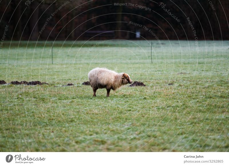 Lonely white sheep on a green meadow Nature Landscape Animal Spring Summer Autumn Winter Park Meadow Field Pasture Farm animal Wild animal Sheep 1 Observe