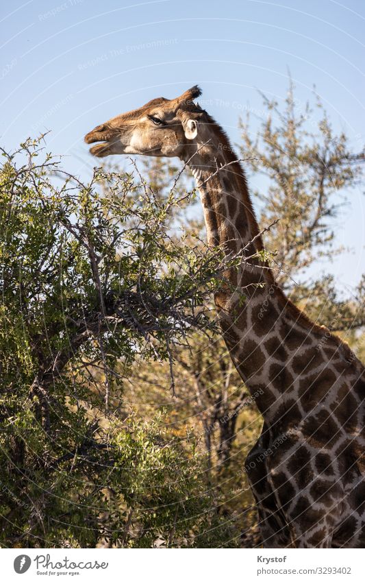 Giraffe in natural habitat Environment Nature Landscape Animal 1 Moody Truth Safari National Park Colour photo Exterior shot Deserted Day Forward