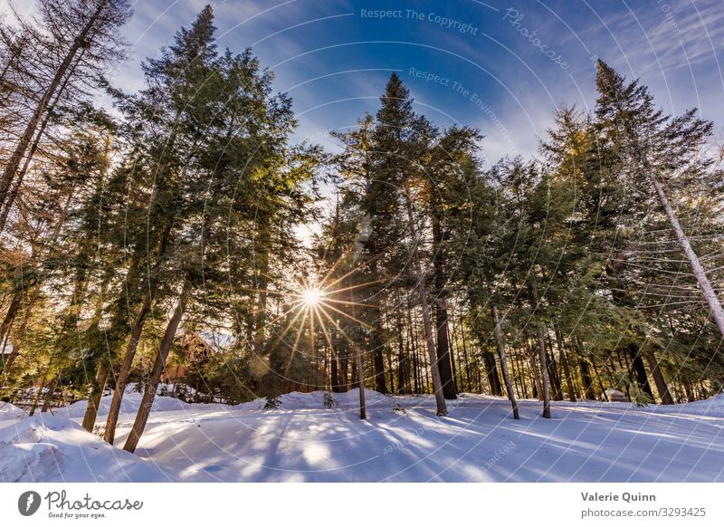 Sundown at Lake Placid, New York Landscape Sky Sunlight Winter Snow Tree Forest Beautiful Natural Wide angle Sunset starburst sunburst Evergreen Cold Shadow