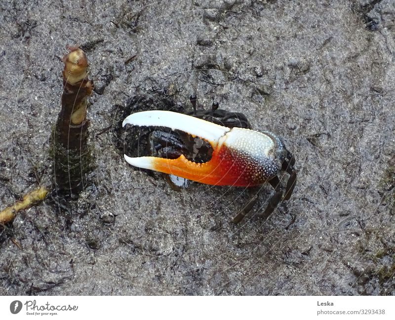 Caution dangerous Coast Floor covering Shellfish 1 Animal Weapon Pair of pliers Threat Elegant Crazy Brown Orange Red Black White Watchfulness Dangerous Respect