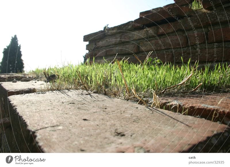 tier Grass Tree Italy Tuscany Wall (barrier) Historic Green terrace Stone Old Garden Contrast Stairs