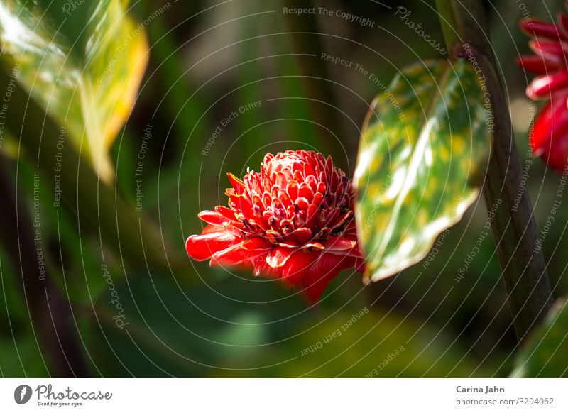 A red Etlingera framed by green leaves Nature Plant Sun Sunlight Spring Summer Flower Leaf Blossom Foliage plant Wild plant Exotic Park Blossoming Fragrance