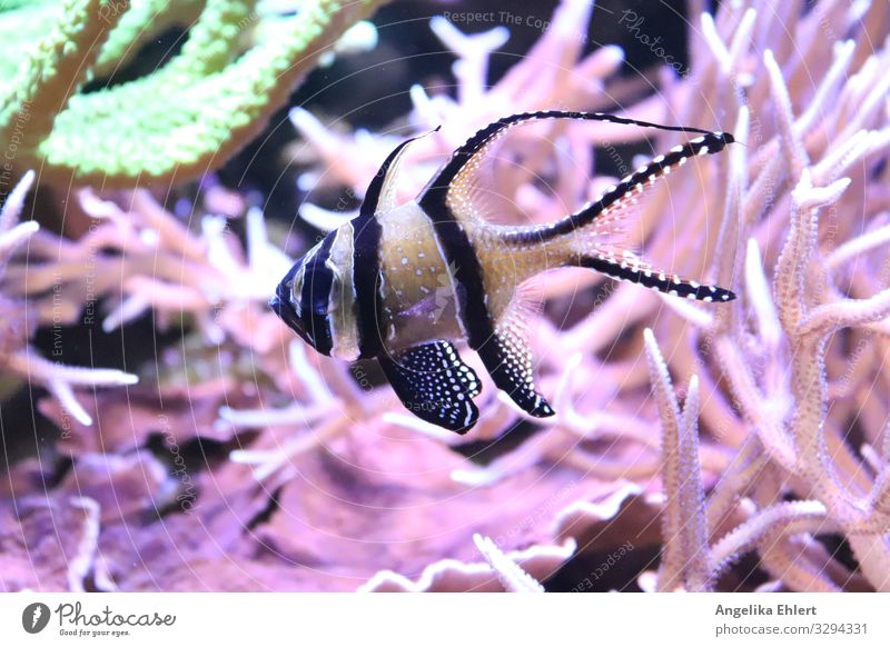 Cardinalfish Fish Aquarium 1 Animal Esthetic Exotic Green Pink Black White Colour photo Underwater photo Deserted Artificial light Shallow depth of field