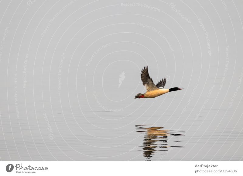 Flying duck on Rügen Vacation & Travel Tourism Trip Adventure Far-off places Freedom Environment Nature Landscape Plant Animal Winter Beach Bay Baltic Sea