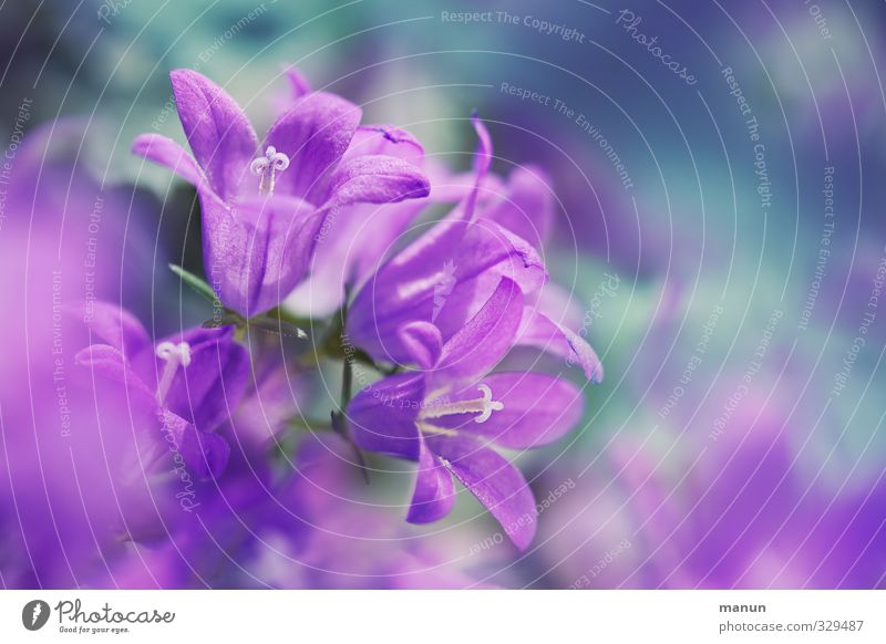 carillon Nature Spring Flower Blossom Bluebell Natural Violet Pink Spring fever Delicate Colour photo Deserted Copy Space right Shallow depth of field