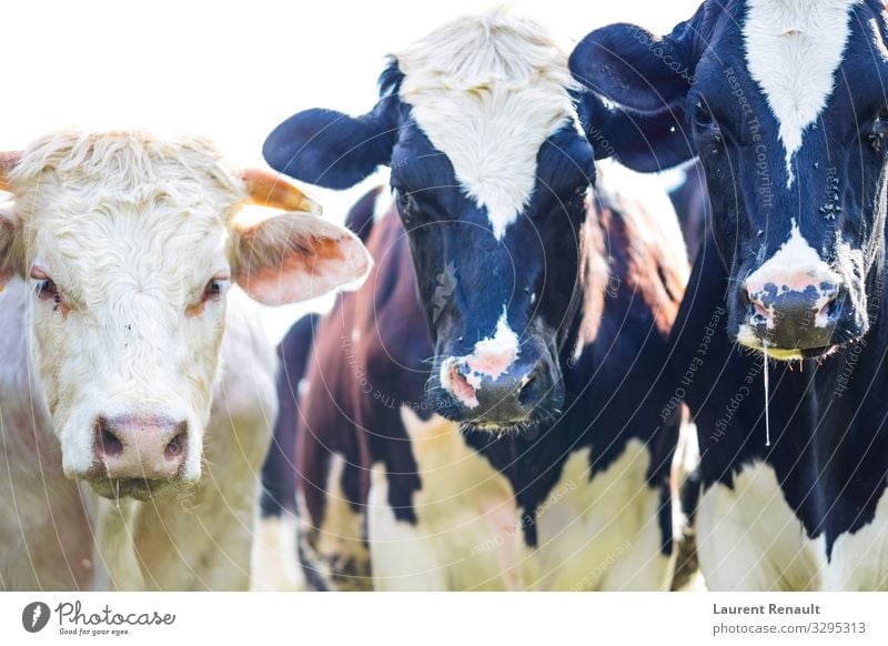 Cows staring with slobber and flies Nature Animal Black White agriculture breeds Cattle Dairy Domestic Farm holstein livestock Mammal murray Rural Staring Stud