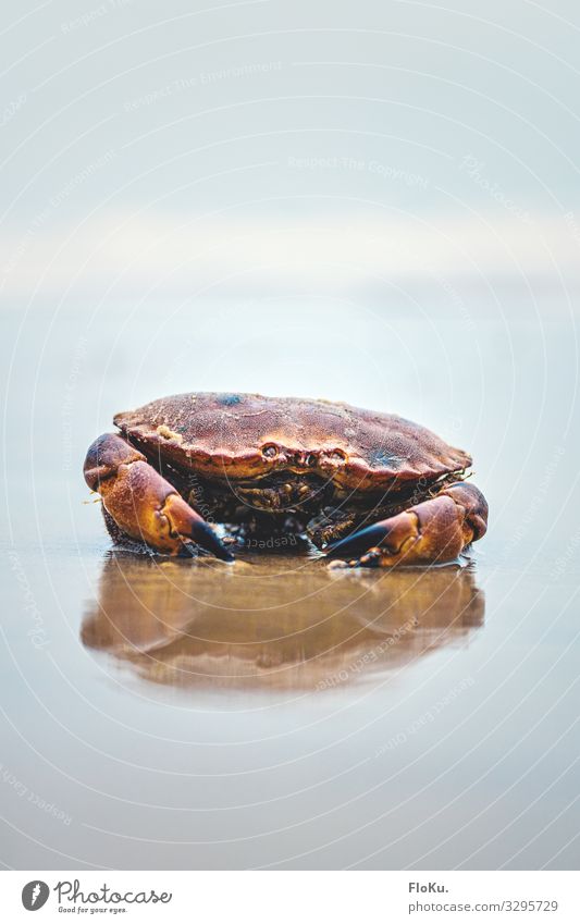 You got a problem?! Shallow depth of field Day Copy Space bottom Copy Space top Maritime Colour photo Close-up Detail Deserted North Sea coast Marine animal