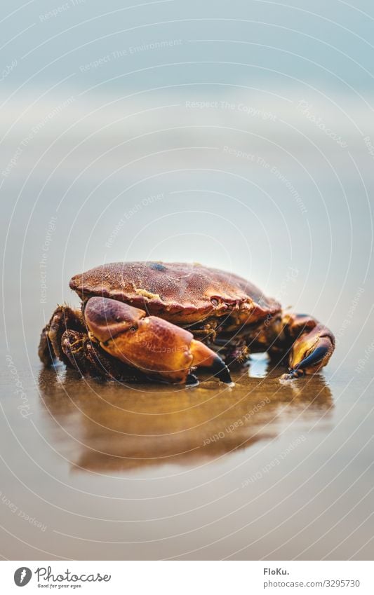 Crab on the North Sea coast Environment Nature Animal Elements Earth Sand Coast Beach Wild animal Aquarium 1 Wet Natural Blue Red Shellfish Crustacean Seafood