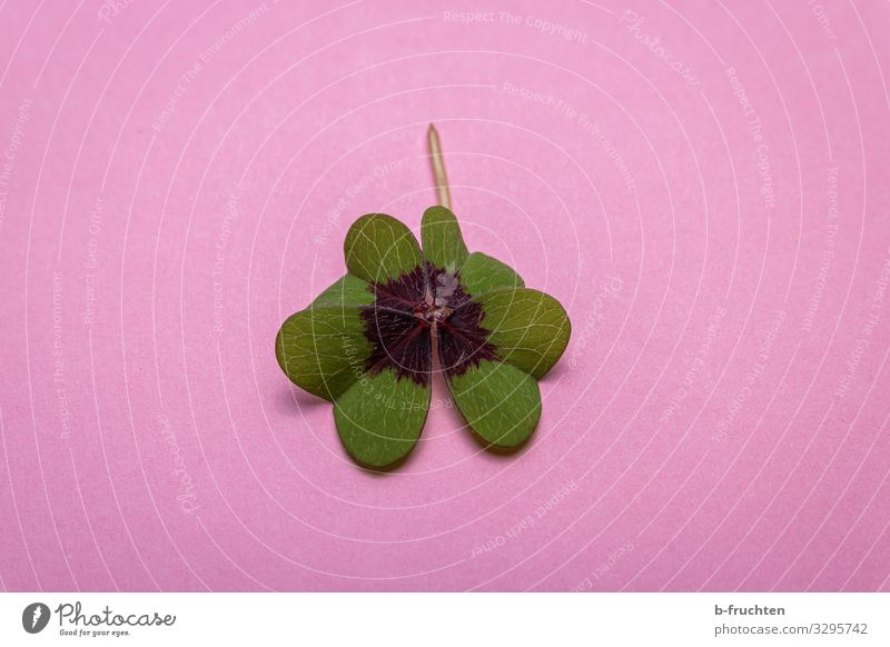 lucky clover Plant Leaf Paper Sign Happy Positive Green Pink Cloverleaf Four-leafed clover 4 Popular belief Colour photo Interior shot Studio shot Close-up