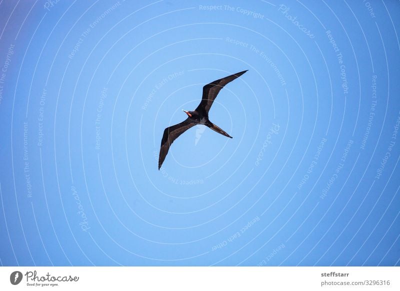 Male magnificent frigatebird Fregata magnificens bird Nature Animal Wild animal Bird Wing 1 Flying Blue Red Black Duck birds large wingspan soar fly Wild bird