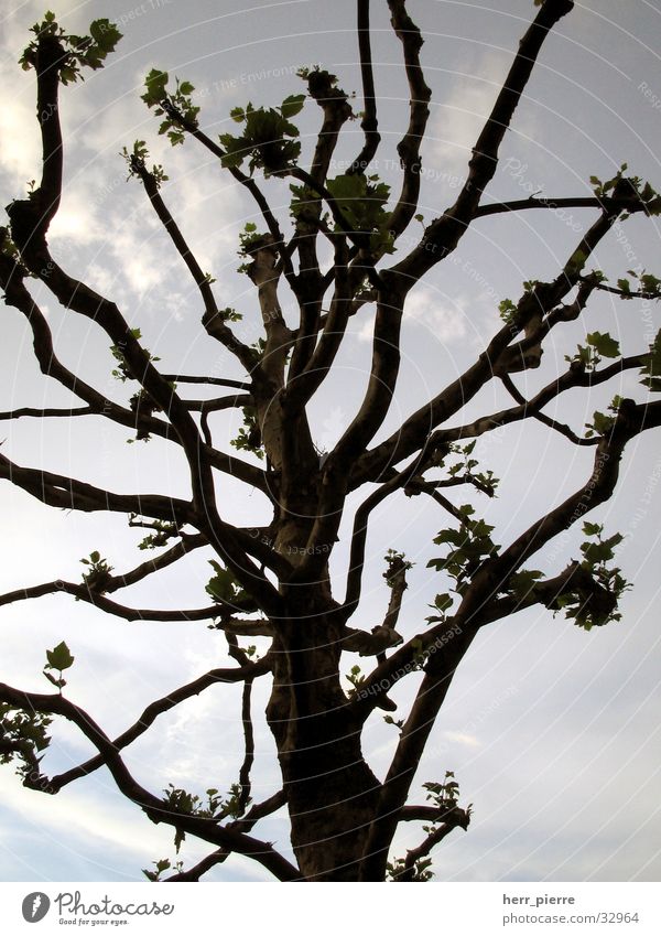 Tree in Minden Clouds Wood Nature Sky Plant