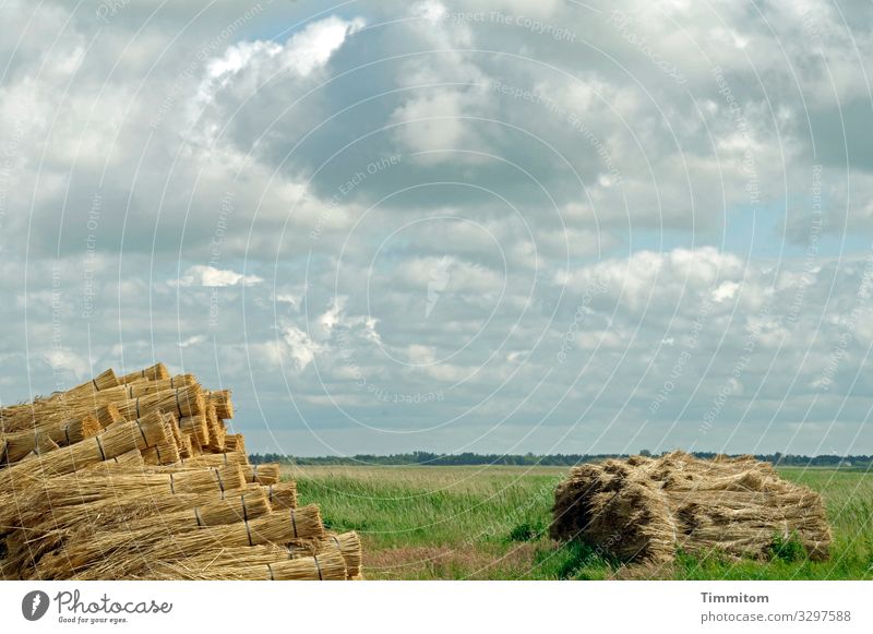 Rural idyll reed Common Reed sheaves Bundle Meadow Field Green background Sky Clouds warm Agriculture Nature Denmark Deserted Harvest