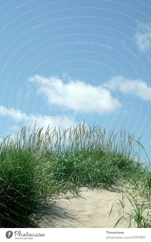 Dune grass on dune duene Sand Marram grass Green Sky Blue Clouds Beautiful weather Deserted Denmark Vacation & Travel North Sea Nature Joy