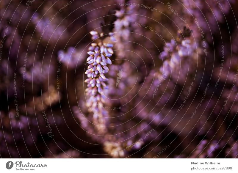 Pink heather Environment Nature Plant Winter Flower Blossom Heather family Garden Natural Above Beautiful Brown Green Calm Curiosity Colour photo Exterior shot