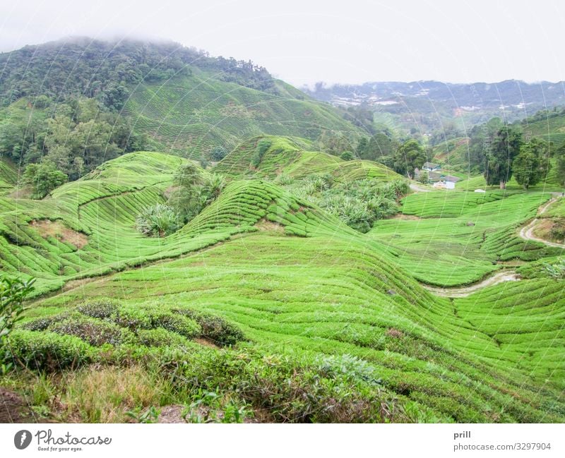 Tea plantation in Malaysia Mountain Agriculture Forestry Landscape Plant Fog Bushes Field Hill Juicy Green cameron highlands Malaya pahang planting Arable land