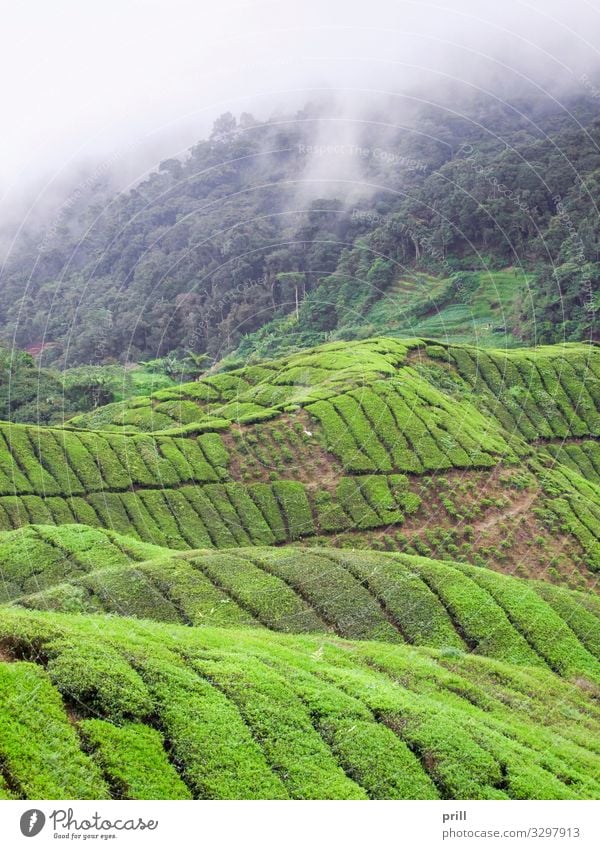 Tea plantation in Malaysia Mountain Agriculture Forestry Landscape Plant Fog Bushes Field Hill Juicy Green cameron highlands Malaya pahang planting Arable land