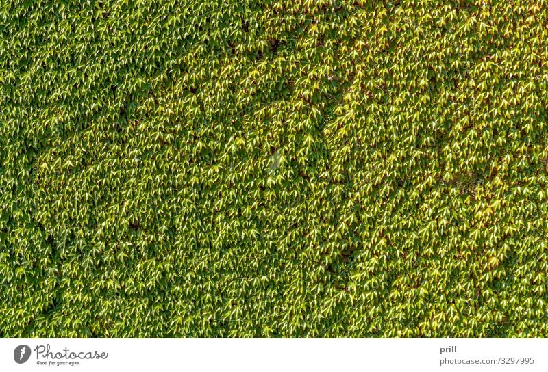 ivy overgrown wall Nature Plant Ivy Leaf Wall (barrier) Wall (building) Green common ivy adherent Creeper Overgrown tight sunny Vine Botany Natural