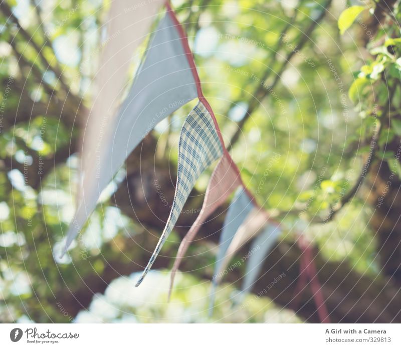 Spring will come Nature Tree Garden Cry Flag Multicoloured Decoration Friendliness Subdued colour Exterior shot Abstract Copy Space right Day Light