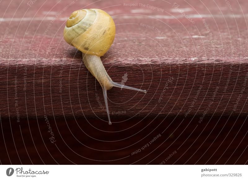 deceleration Snail Snail shell 1 Animal Power Joie de vivre (Vitality) Mobility Sustainability Nature Curiosity Living or residing Mobile home Table edge Slowly