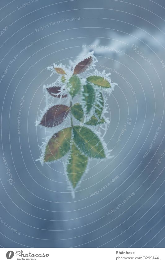 Father frost paints the autumn leaves Nature Plant Winter Leaf Cold Blue Multicoloured Frost Mature Ice Colour photo Exterior shot Macro (Extreme close-up)