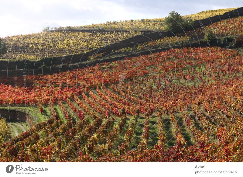 Tribune of wine Landscape Animal Autumn Agricultural crop Hill To enjoy Drinking Hiking Exceptional Healthy Natural Yellow Orange Red Moody Esthetic Uniqueness