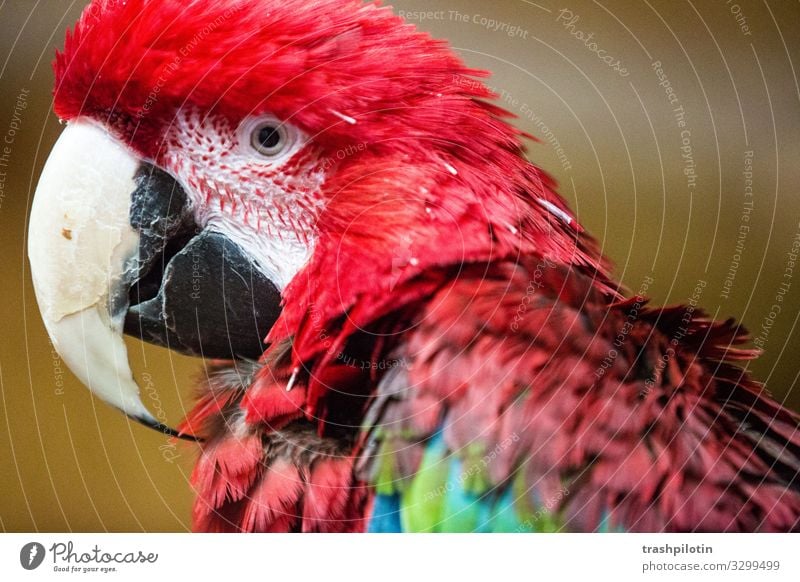 macaw Animal Pet Wild animal Macaw Parrots Red-chested Macaw Feeding Colour photo