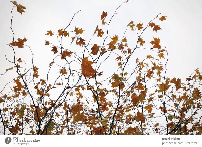 last leaves Nature Plant Autumn Wind Tree Leaf Maple leaf Maple tree Movement Dance Colour photo Exterior shot Day