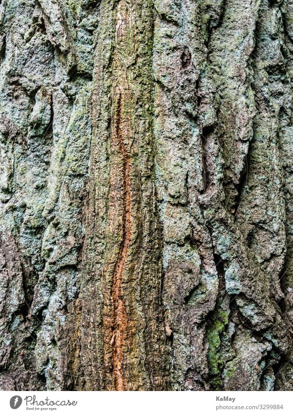 tree bark Nature Plant Tree Wood Senior citizen Esthetic Environment Tree bark Background picture Vertical Tree trunk Subdued colour Exterior shot Close-up