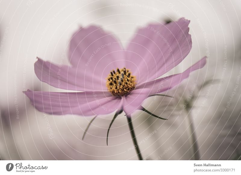 Pink flower in front of beautiful Bokeh Flower power bokeh Macro (Extreme close-up) Nature outdoor Blossom Plant Summer Close-up Detail Spring Blossom leave