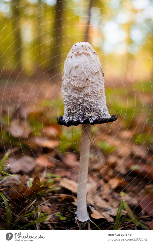 mushroom Vacation & Travel Tourism Trip Adventure Expedition Hiking Garden Parenting Education Science & Research Kindergarten Child School Study Gardening