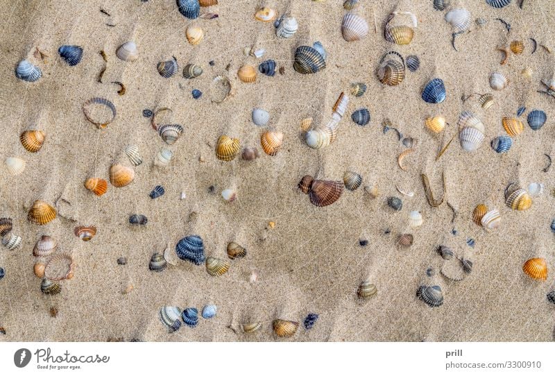 seashells on a beach Beach Ocean Nature Sand Coast Mussel Above Mussel shell Sheath detail variation full-frame image increased viewing angle exoskeleton Valve