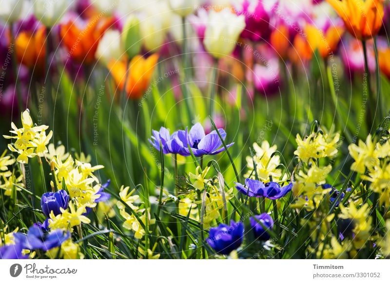 Blooming diversity flowers Blossom leave grasses stalk variegated Blue Yellow Green Orange Red Nature Plant Flower Deserted Shallow depth of field Pleasant