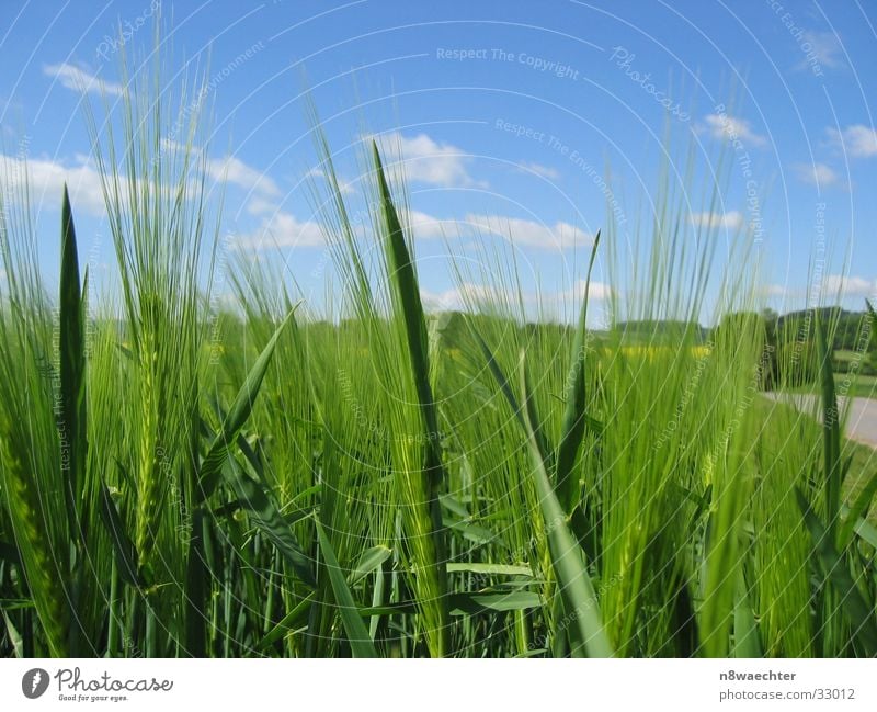 growth Field Maturing time Spring Grain Meadow Growth Life