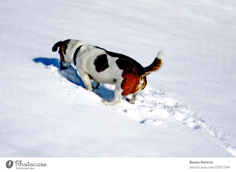 Dog in the snow: the shorter the legs, the ... Snow Winter White Cold Exterior shot Tracks Lanes & trails Snow layer Snow track Effort