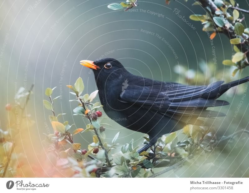 Blackbird in the sunshine Nature Animal Sun Sunlight Beautiful weather Tree Bushes Twigs and branches Leaf Wild animal Bird Animal face Wing Beak Head Eyes