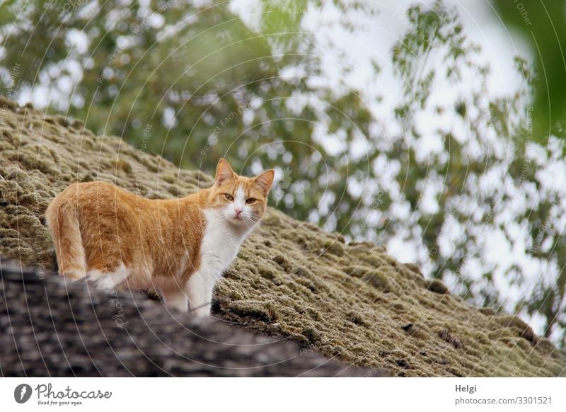 Cat standing on a moss-covered roof Environment Nature Plant Animal Tree Moss House (Residential Structure) Roof Grass roof Pet 1 Looking Stand Authentic