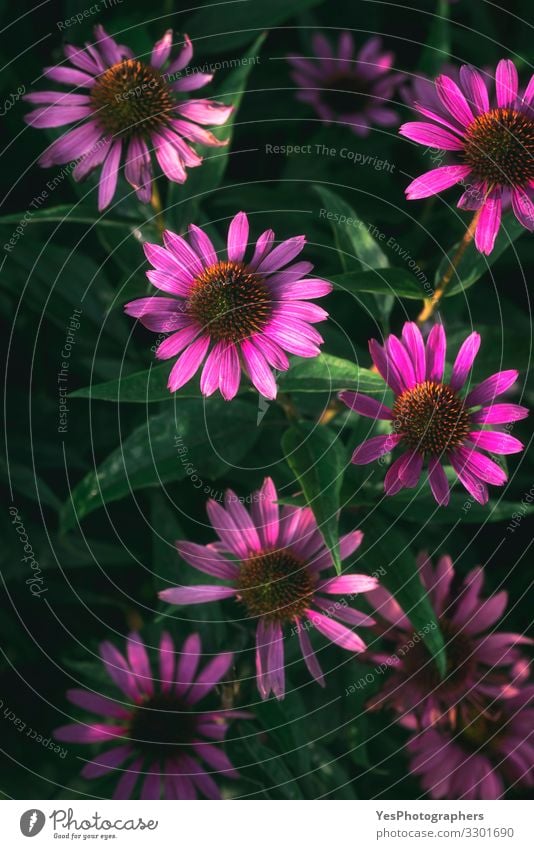 Pink flowers and green leaves. Magenta flower backdrop. In bloom Summer Garden Nature Plant Spring Beautiful weather Flower Leaf Blossom Elegant Fresh Natural