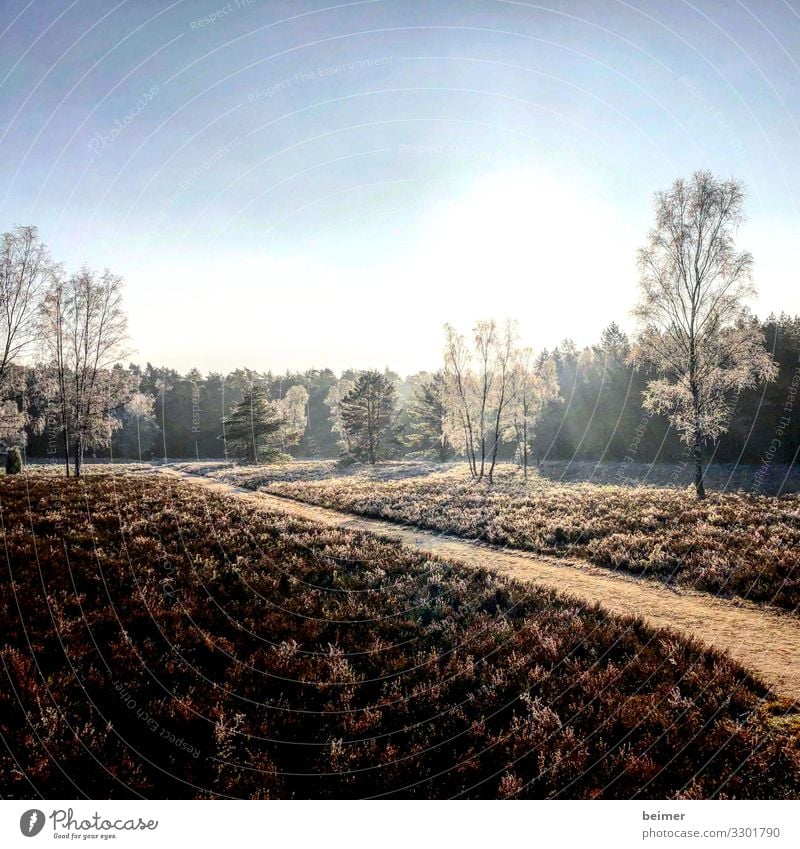 winter heath Nature Landscape Sky Sun Winter Ice Frost Tree Heathland Park Moody Calm Peace Climate Environment Colour photo Exterior shot Deserted