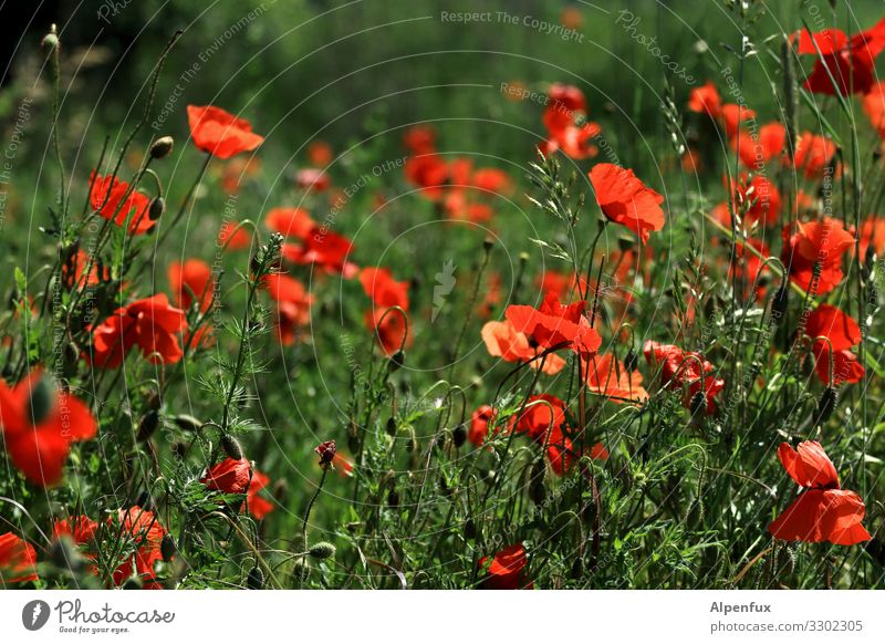 Poppy seed also goes on Friday Plant Summer Beautiful weather Wild plant Poppy blossom Poppy field Blossoming Fragrance Natural Warmth Happy