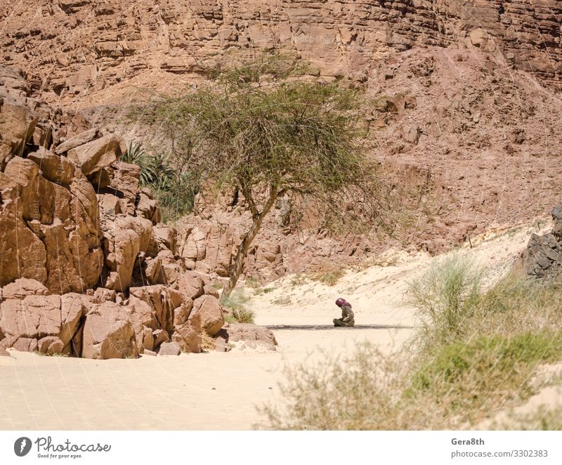 Bedouin prays sitting in the shade in the desert in Egypt Summer Mountain Human being Man Adults Nature Plant Sand Tree Rock Clothing Scarf Stone Sit Black