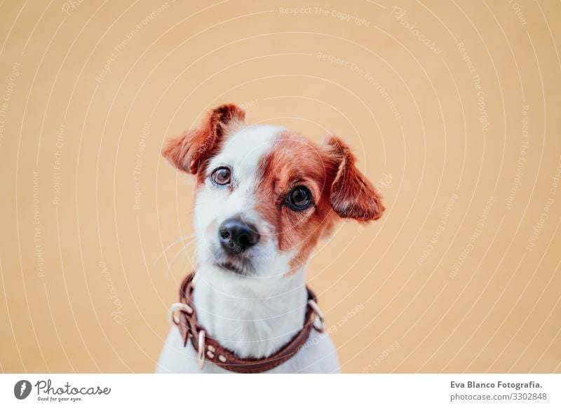 cute jack russel dog sitting over yellow background Dog Jack Russell terrier Sit Exterior shot City Yellow Background picture intelligent Deserted Cute Small