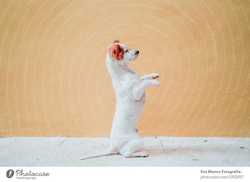 cute jack russel dog standing on two legs over yellow background. Cute dog asking for treats with paws Dog Jack Russell terrier Sit Exterior shot City Yellow