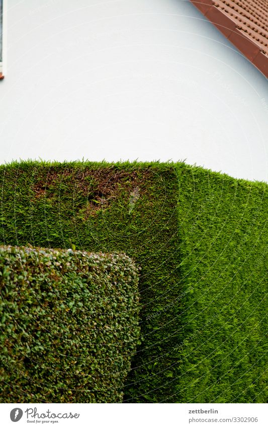 hedge in front of the house Village Fishing village Island Coast Mecklenburg-Western Pomerania Rügen Vacation & Travel Hedge Green Looking Perspective Neighbor