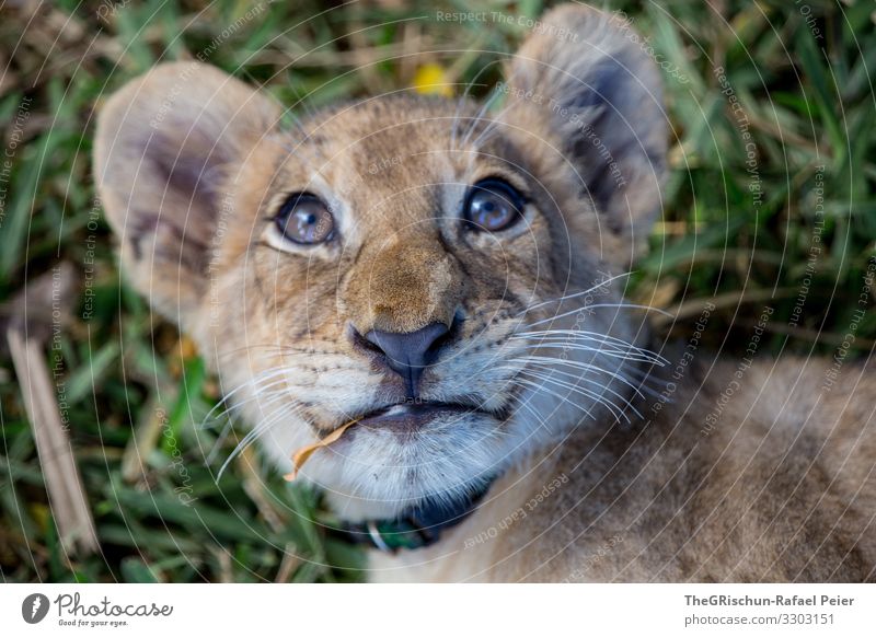 Young Lion Animal Colour photo Exterior shot Vacation & Travel Animal portrait Wild animal Looking into the camera king of the animals 1 Deserted Lie Rest