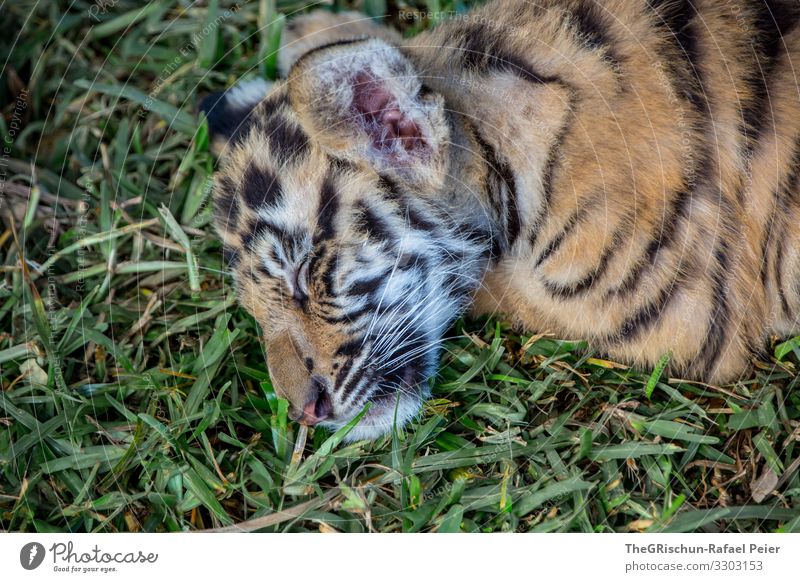 tiger baby is tired Tiger youthful Animal Wild animal Big cat Cat Nature Animal portrait Pattern structure cuddly Dangerous Sleep Grass Ear