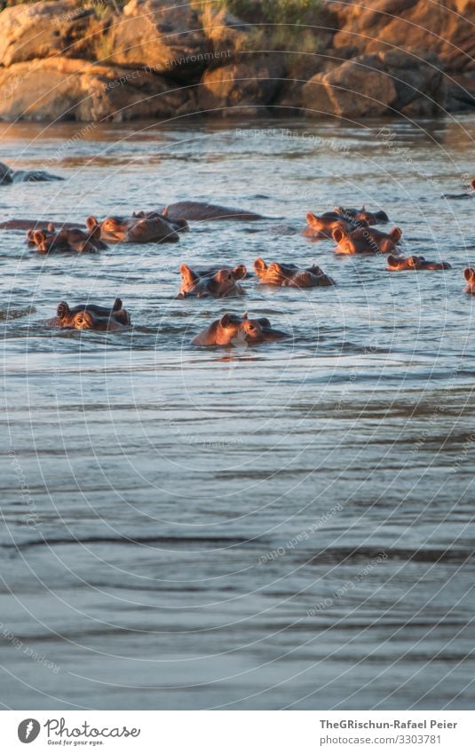 Hippos in the water at sunset Safari Animal Africa Colour photo Exterior shot Vacation & Travel Wild animal Tansania Discover 1 Adventure Deserted Nature